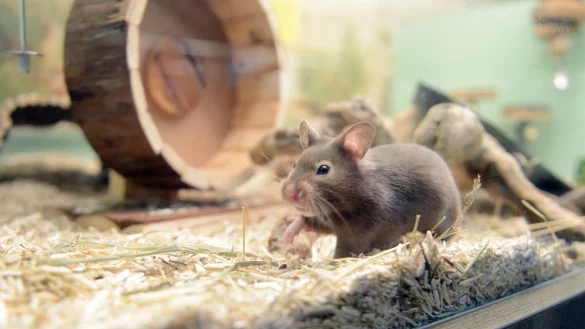 Keine Chemie Hamsterheim Wasser reinigen - &copy; Foto: Caroline Seidel/dpa-tmn