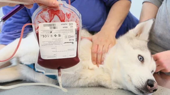 Blutspende f&uuml;r Tiere - &copy; Foto: Stephanie Pilick/dpa