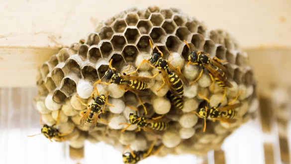 - &copy; Symbolbild: Pixabay