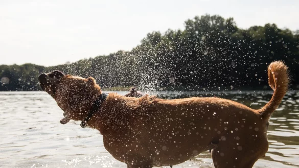 Hund badet - &copy; Foto: Robert G&uuml;nther/dpa-tmn