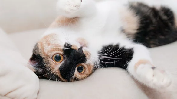 Sollte auch f&uuml;r die Katzen eine Steuer gezahlt werden? - &copy; Symbolbild: Pixabay