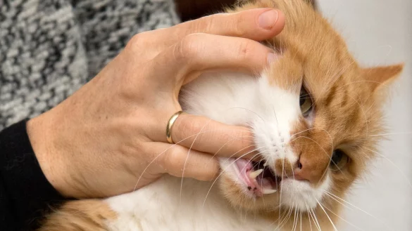 Von einer Katze gebissen - &copy; Foto: Andrea Warnecke