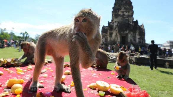 Affen in Thailand - &copy; Foto: Narong Sangnak/EPA/dpa