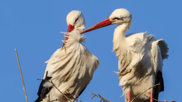Die Störche im vergangenen Jahr auf der Alten Abtei. - © Holger Schwarz