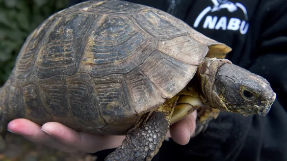 Landschildkr&ouml;te - &copy; Foto: Holger Hollemann