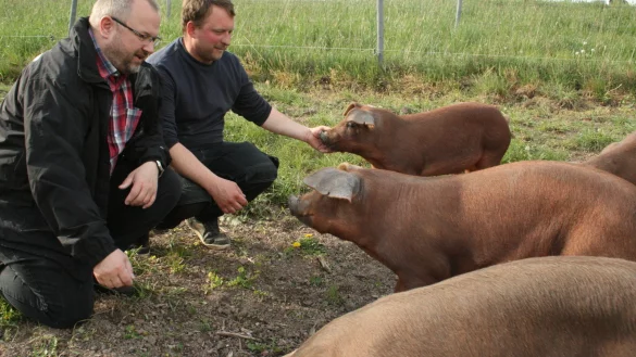 Suhlen, spielen, w&uuml;hlen und Kontakt zum Menschen: die Duroc-Schweine von Stephan Pollmann (links) und Lars Meier leben in L&uuml;denhausen artgerecht mit t&auml;glich Auslauf auf der Weide. - &copy; Sylvia Frevert