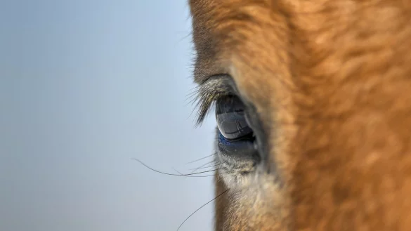 Angriff auf der Weide: Die Polizei ermittelt wegen eines schwer verletzten Pferdes im Bielefelder S&uuml;den. - &copy; NW