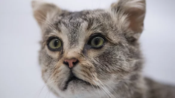 Katze - &copy; Foto: Sebastian Kahnert/dpa-Zentralbild/dpa