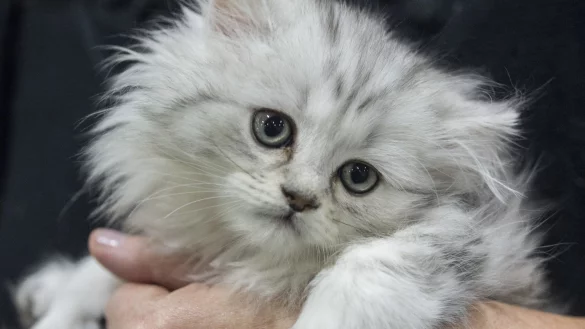 Blickkontakt mit einer Katze - &copy; Foto: Robert G&uuml;nther/dpa-tmn