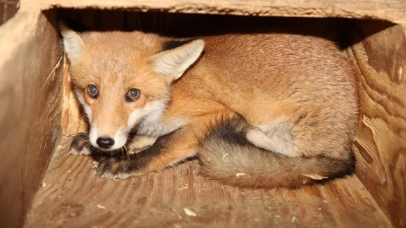 - &copy; Archivfoto: Vera Gerstendorf-Welle