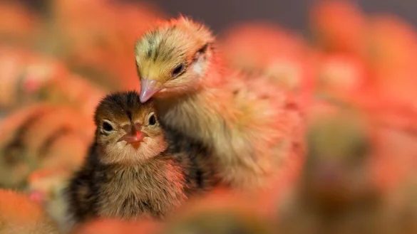 Haltung von Wachteln - &copy; Foto: Jens B&uuml;ttner/dpa-Zentralbild/dpa-tmn