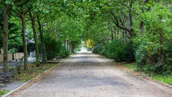 Vielerorts in Lippe stürzten am Montag Bäume auf die Straße. - © Symbolbild: Pixabay