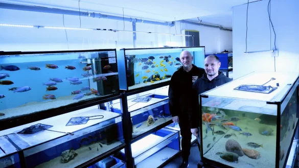 Jens Lee (links) und Marcel Kempin z&uuml;chten seit Jahren Buntbarsche. Die sogenannten Cichliden sind in der Aquaristik sehr beliebt, vor allem weil sie teils durch bunte Farben bestechen. - &copy; Lorraine Brinkmann