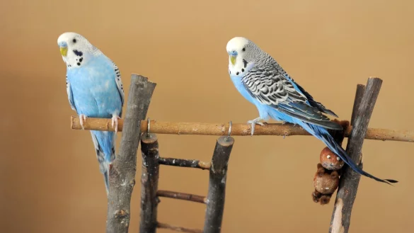 Wellensittiche - &copy; Foto: Caroline Seidel/dpa-tmn