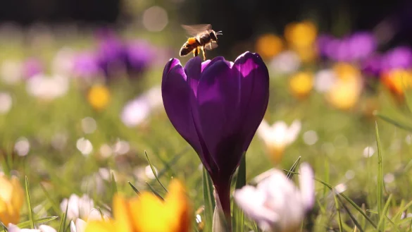 Diese Krokusswiese erfreut nicht nur die Augen des Betrachters, sondern auch die vielen Bienen und anderen Insekten. - &copy; Mechthild St&ouml;lting-H&ouml;cker