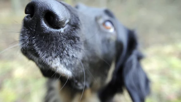 Hundenasen - &copy; Foto: Boris Roessler