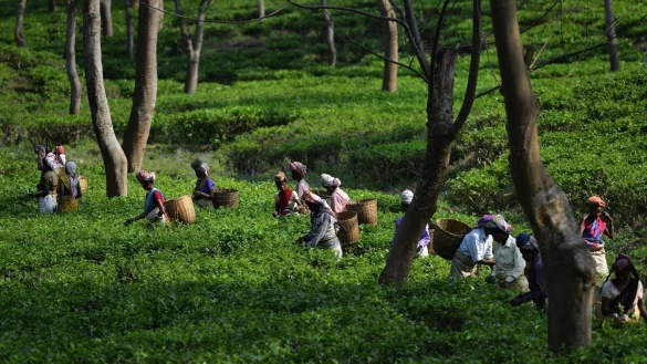 Teepfl&uuml;ckerinnen in Assam - &copy; Foto: epa/dpa