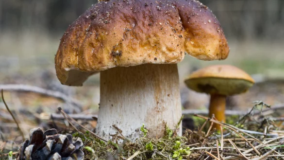 Ein Steinpilz und etwas dahinter eine Marone. - © dpa