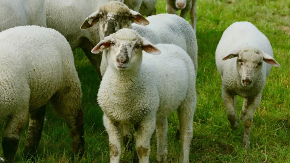 Schafzucht wird immer beliebter. - &copy; Pixabay
