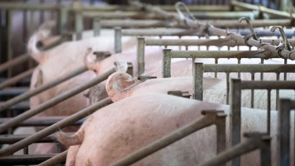 Schweinehalter in der Krise - &copy; Foto: Sven Hoppe/dpa
