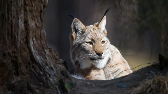Luchssichtung im Teutoburger Wald - &copy; Symbolfoto: dpa