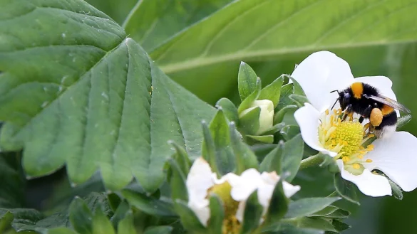 Bei der Arbeit: Eine Erdhummel best&auml;ubt im Folientunnel eine Erdbeerpflanze. - &copy; Foto: Patrick Menzel