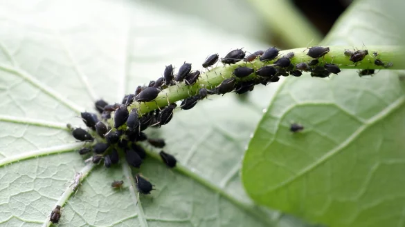 Blattl&auml;use - &copy; Foto: Andrea Warnecke/dpa-tmn