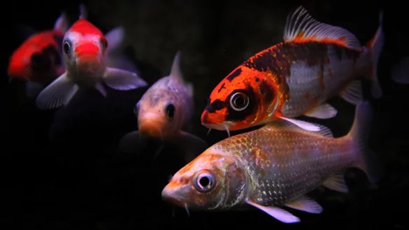 Koi-Karpfen - &copy; Foto: Karl-Josef Hildenbrand/dpa