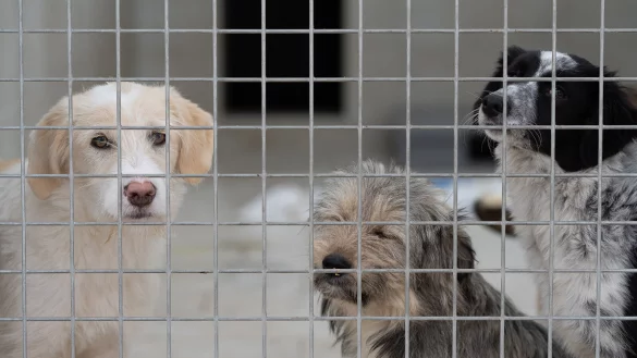 Auf den Wunschzetteln vieler Kinder stehen Haustiere oft ganz oben. Eltern sollten daher kindgerecht erkl&auml;ren, welche Verantwortung ein Hund oder eine Katze mit sich bringen.&nbsp; - &copy; dpa