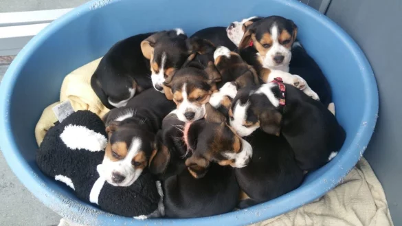 Annette Kortekamp hofft, dass die geretteten Beagle-Welpen nun ein neues Zuhause finden. Momentan werden sie von den Mitarbeitern des Tierheims Eichenhof aufgep&auml;ppelt. Aufgrund des hohen Bedarfs seien deshalb Sachspenden gerne gesehen, sagt Kortekamp. - &copy; Tierheim Eichenhof