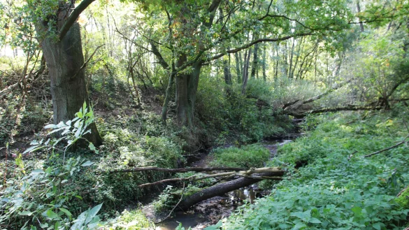 Das Naturschutzgebiet Heipker See in Leopoldsh&ouml;he bleibt f&uuml;r Wanderer und Radfahrer unzug&auml;nglich. - &copy; Martin D&uuml;sterberg