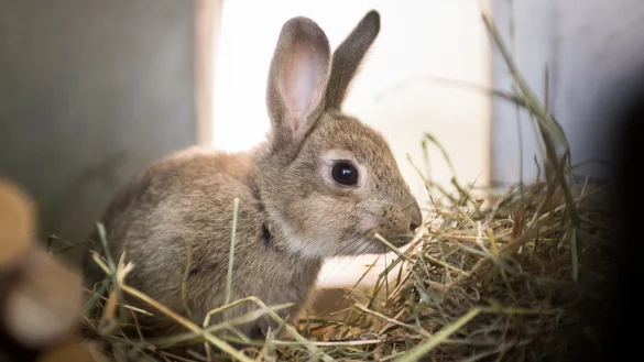 Kaninchen im Stall - &copy; Foto: Alexander Heinl