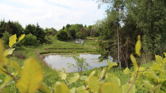 Entlang des Tonkuhlenw&auml;ldchen und der Teiche soll eine Verbindung f&uuml;r Fu&szlig;g&auml;nger und Radfahrer zwischen Campus und Innenstadt entstehen.&nbsp; - &copy; Nadine Uphof