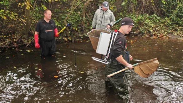 Geburtshilfe f&uuml;r Bachforellen - &copy; Fischereiverein