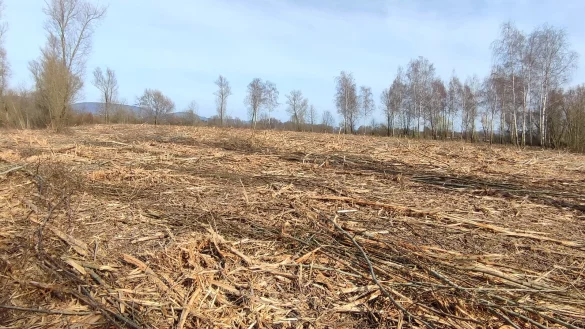 Der Campingpark-Betreiber will am Stemmer See zus&auml;tzliche Wohnmobilstellpl&auml;tze errichten und hat daf&uuml;r rund drei Hektar Fl&auml;che freischneiden lassen. Der BUND kritisiert das Vorgehen. - &copy; Gemeinde Kalletal