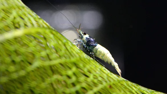 S&uuml;&szlig;wassergarnele - &copy; Foto: Andrea Warnecke