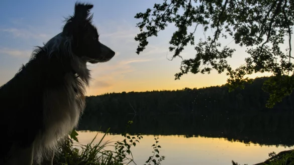 Hund in der Natur - &copy; Foto: Patrick Pleul/dpa
