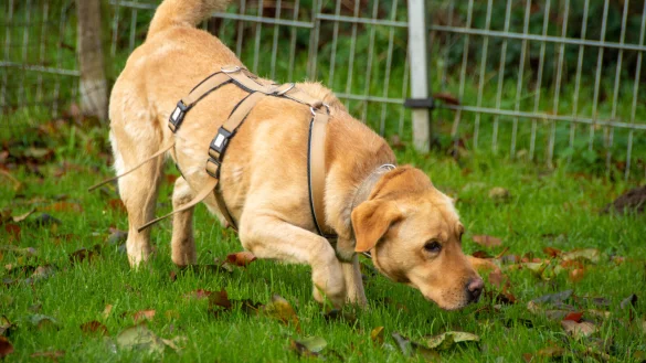 Die Labrador-H&uuml;ndin Hanna sucht nach knapp einem Jahr im Tierheim endlich ein neues Zuhause. - &copy; Raphael Bartling