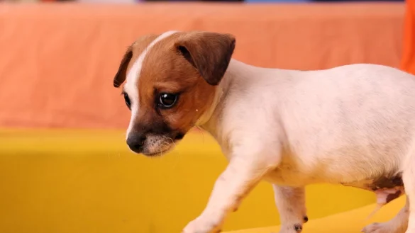 Laut Staatsanwaltschaft hat eine Frau aus Bad Oeynhausen an Weihnachten einen kleinen Hund &uuml;bers Internet verkauft - aber nicht geliefert. - &copy; (Symbolbild): Pixabay