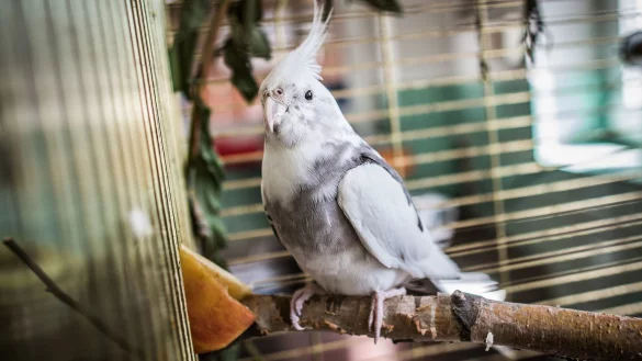 Ein Nymphensittich im K&auml;fig - &copy; Foto: Frank Rumpenhorst/dpa-tmn