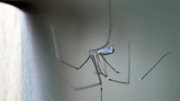 Spinnen in der Wohnung - &copy; Foto: Hendrik Schmidt