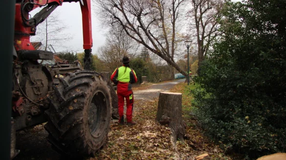 Erst setzt die S&auml;ge an, dann wird mit der Seilwinde nachgeholfen. Am Lindenwall in H&ouml;he der Kohlstra&szlig;e fallen die B&auml;ume. Die haben gut 100 Jahre auf der Rinde, gelten aber als krank. - &copy; Katrin Kantelberg