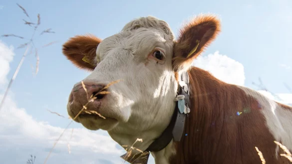 Kuh - &copy; Foto: Matthias Balk/dpa