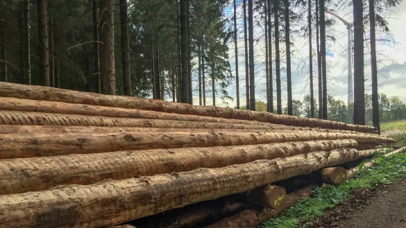 Entrindete Fichten als Maßnahme gegen die Verbreitung des Borkenkäfers. - © Landesverband Lippe