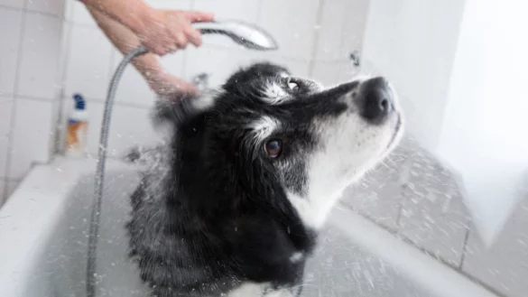 Hund in der Badewanne - &copy; Foto: Florian Schuh/dpa-tmn