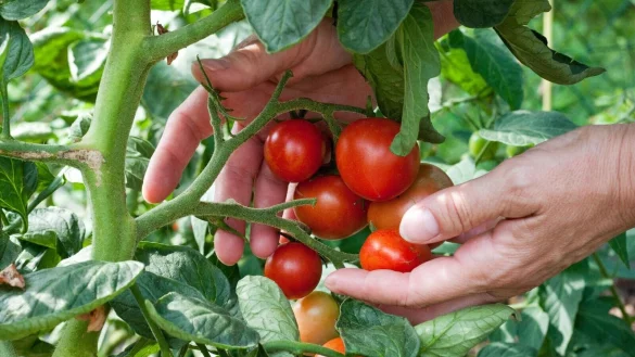 Tomaten lassen sich im Garten ebenso anbauen wie auf dem Balkon. Eines sollte man dabei jedoch nicht vergessen: Die Pflanzen sollten regelm&auml;&szlig;ig gegossen werden. - &copy; Andrea Warnecke/dpa-tmn