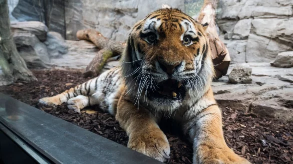 Raubtierhaus im Zoo Berlin &ouml;ffnet wieder - &copy; Foto: Christophe Gateau/dpa