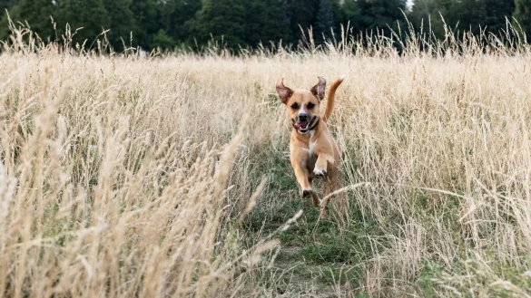 Freudiger Hund - &copy; Foto: Robert G&uuml;nther/dpa-tmn