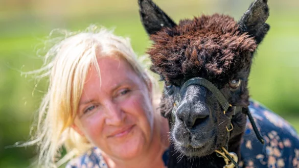 Alpaka Geronimo - &copy; Foto: Ben Birchall/PA Wire/dpa