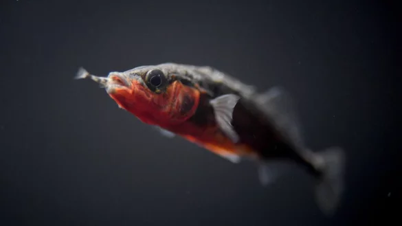 Stichling - &copy; Foto: Felix K&auml;stle